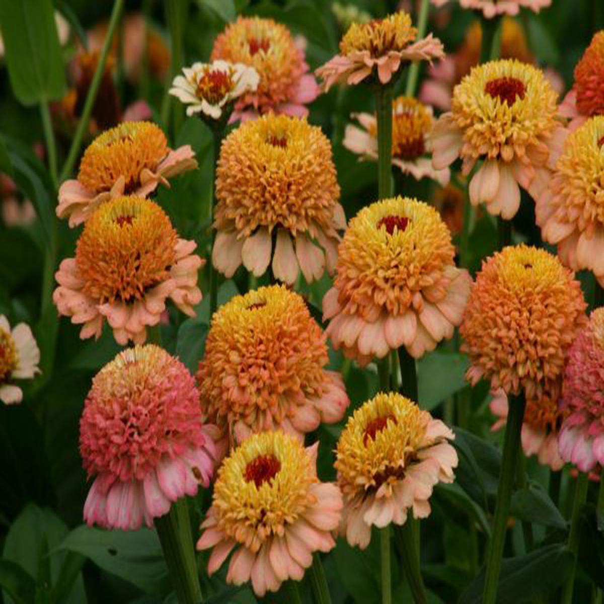 Zinnia elegans Zinderella Peach