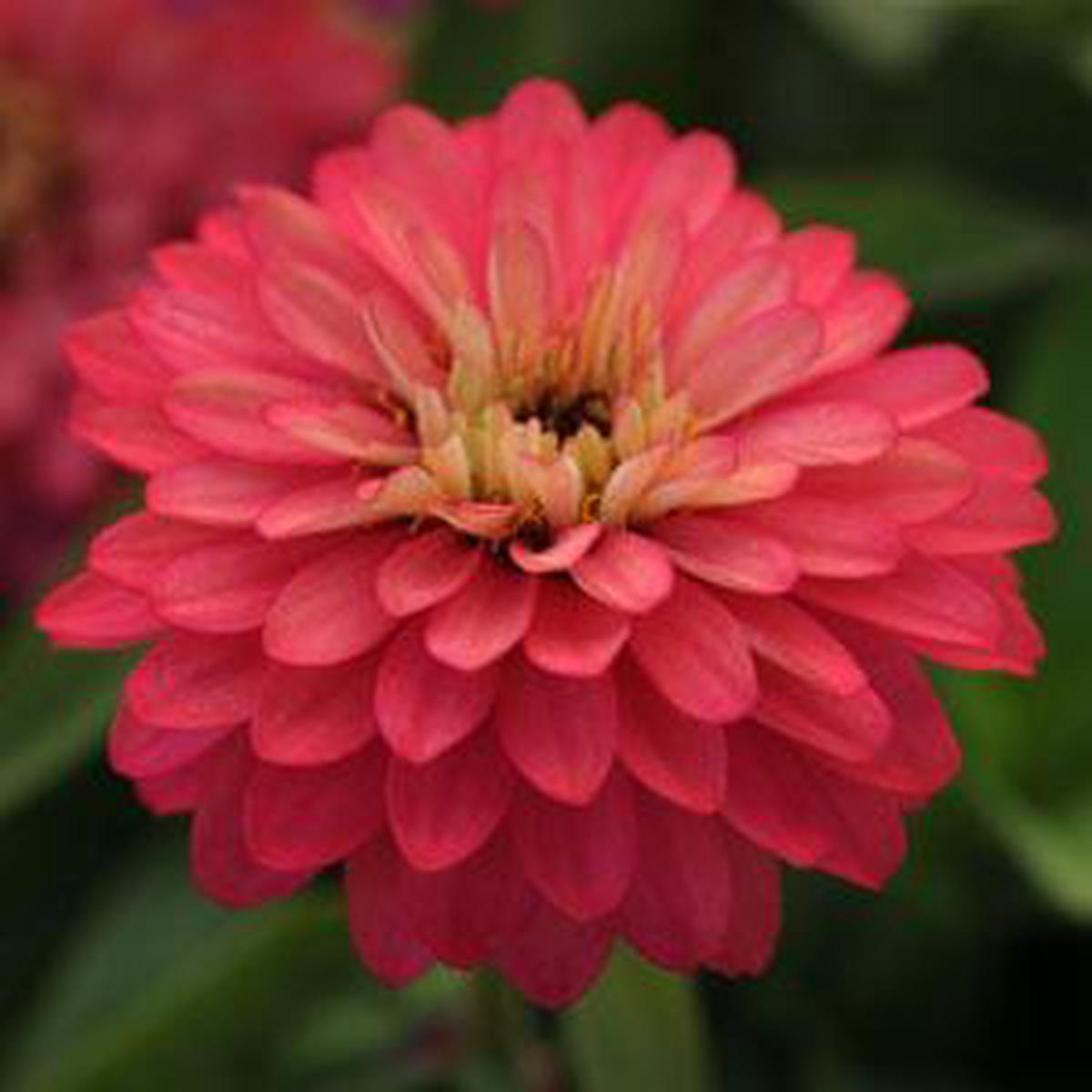 Zinnia marylandica Zahara Double Salmon