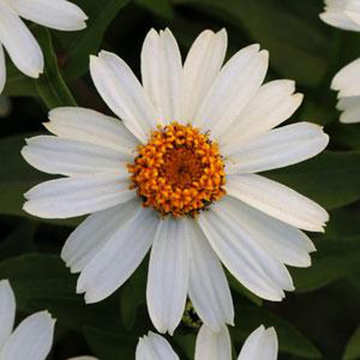 Zinnia marylandica Zahara White