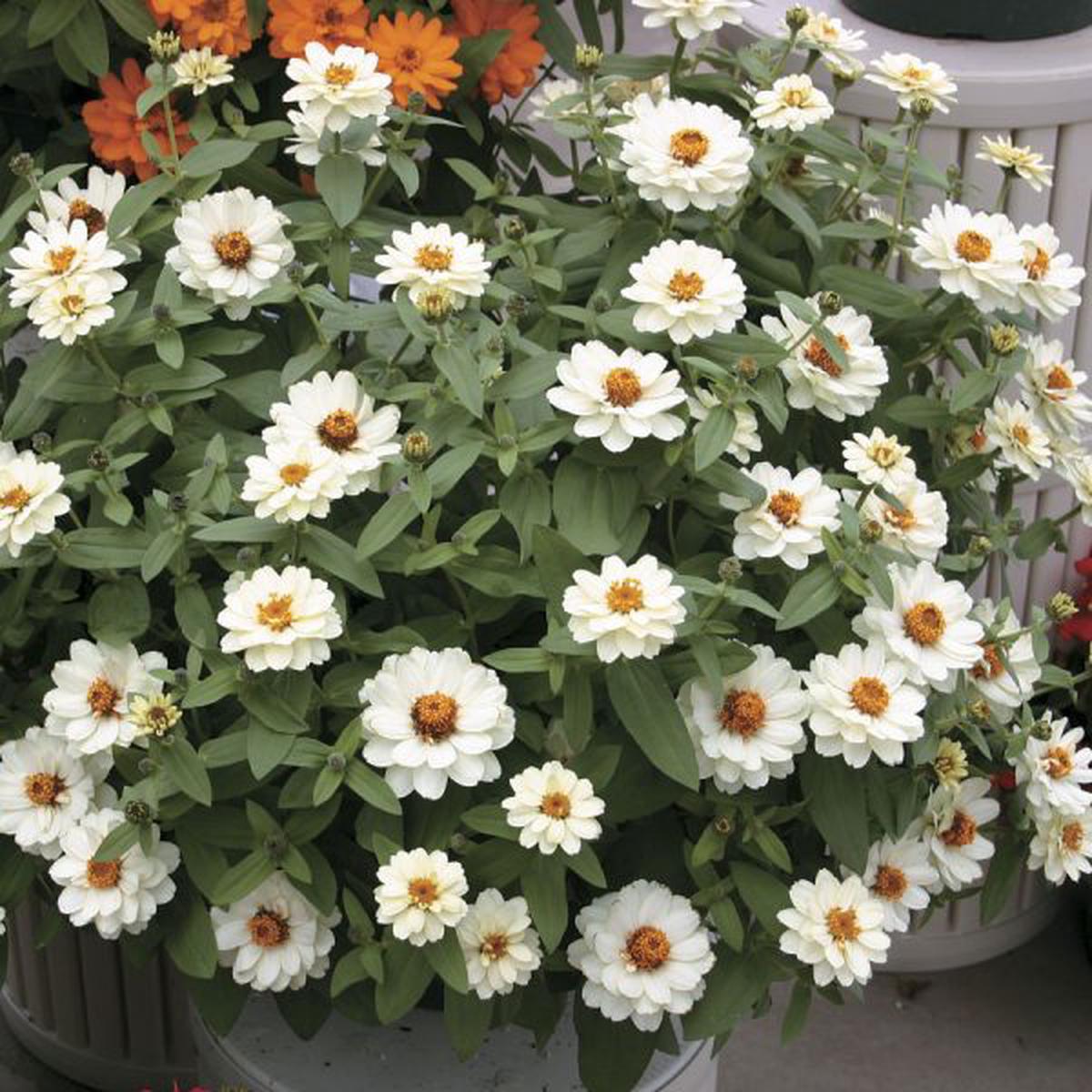Zinnia x hybrida Profusion Double White