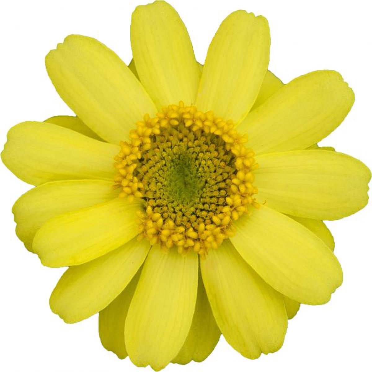 Zinnia x hybrida Profusion Lemon
