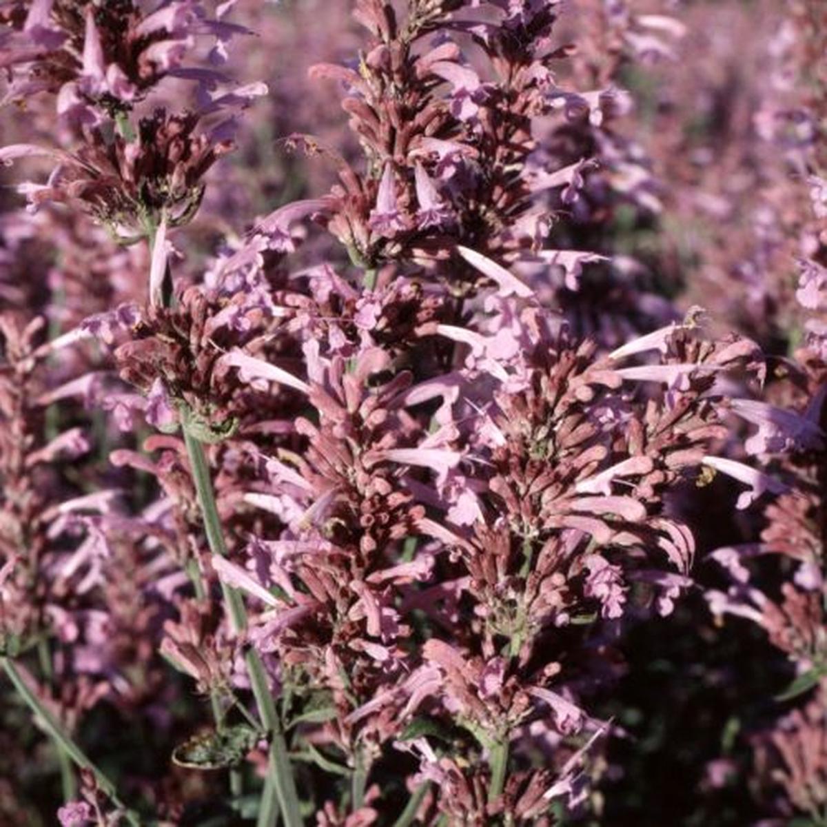 Agastache cana Heather Queen