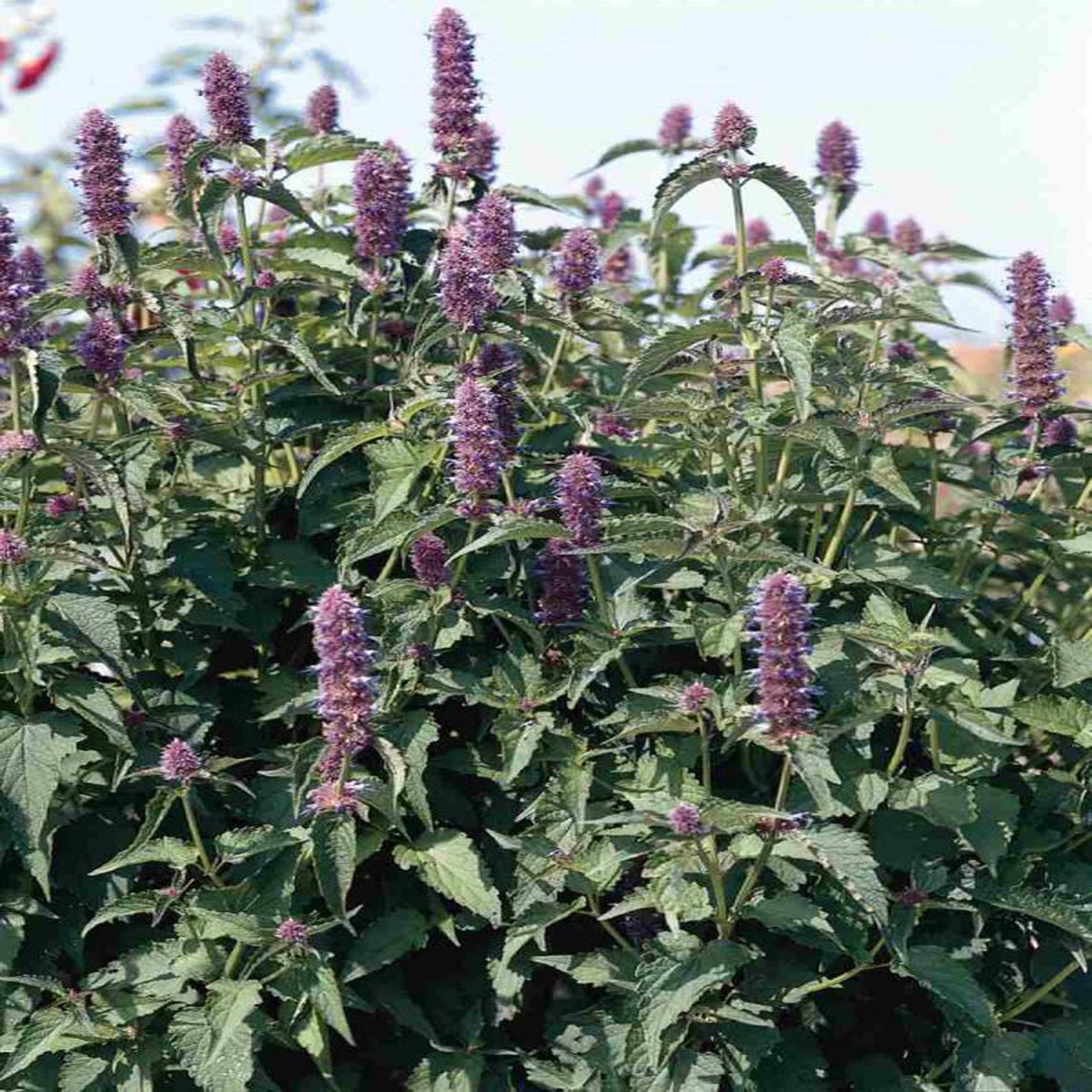 Agastache Liquorice Blue