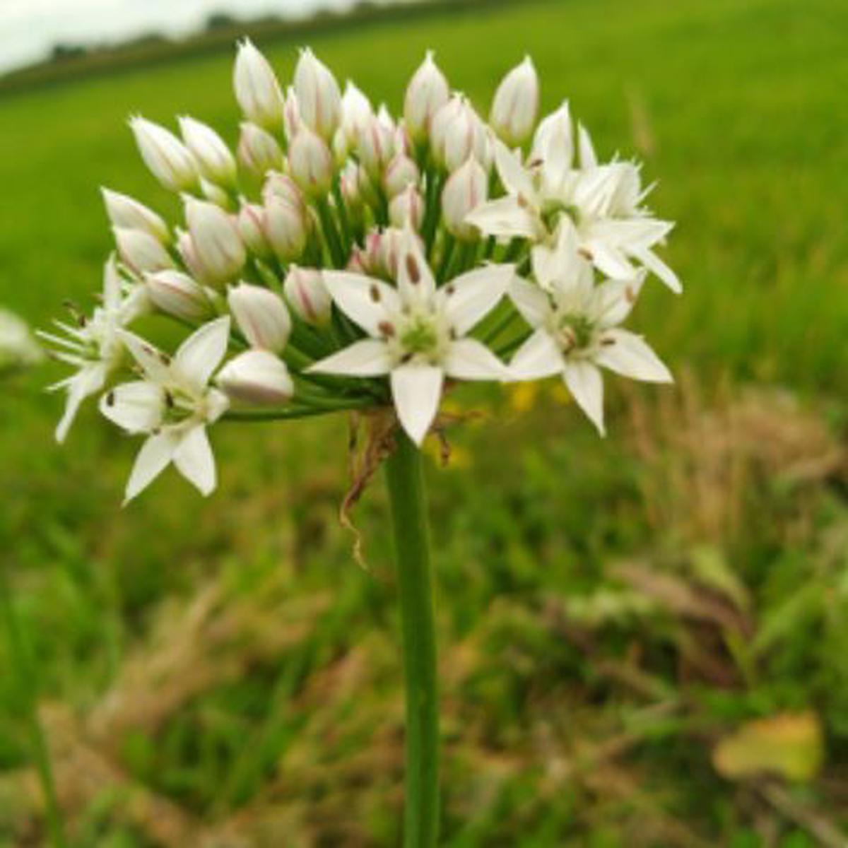 Allium Autumn Bee Attraction