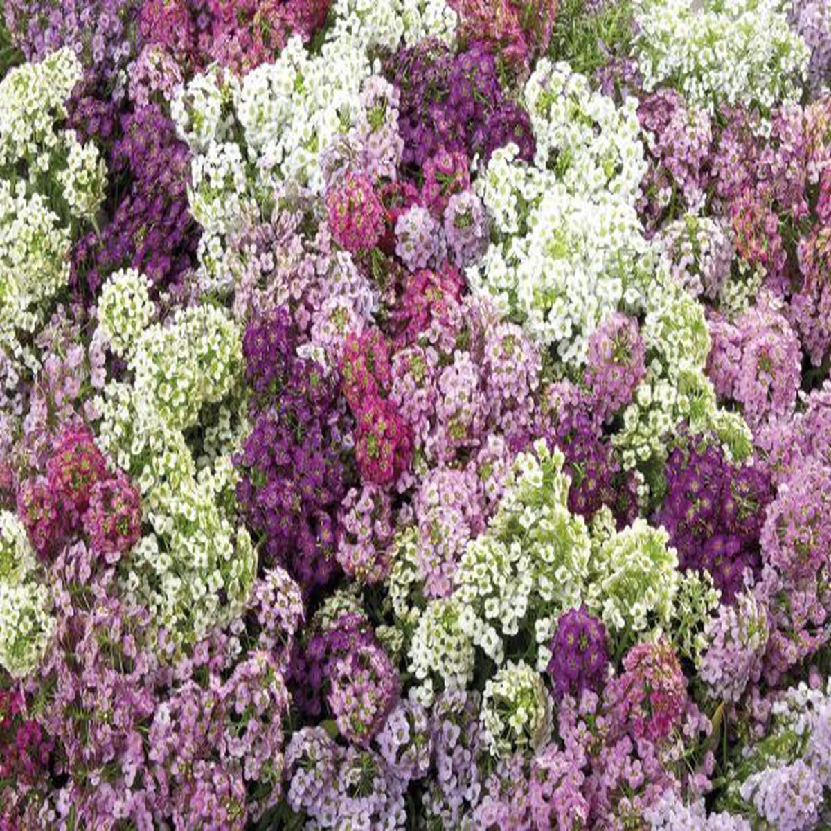 Alyssum (Lobularia) maritima Wonderland Mix