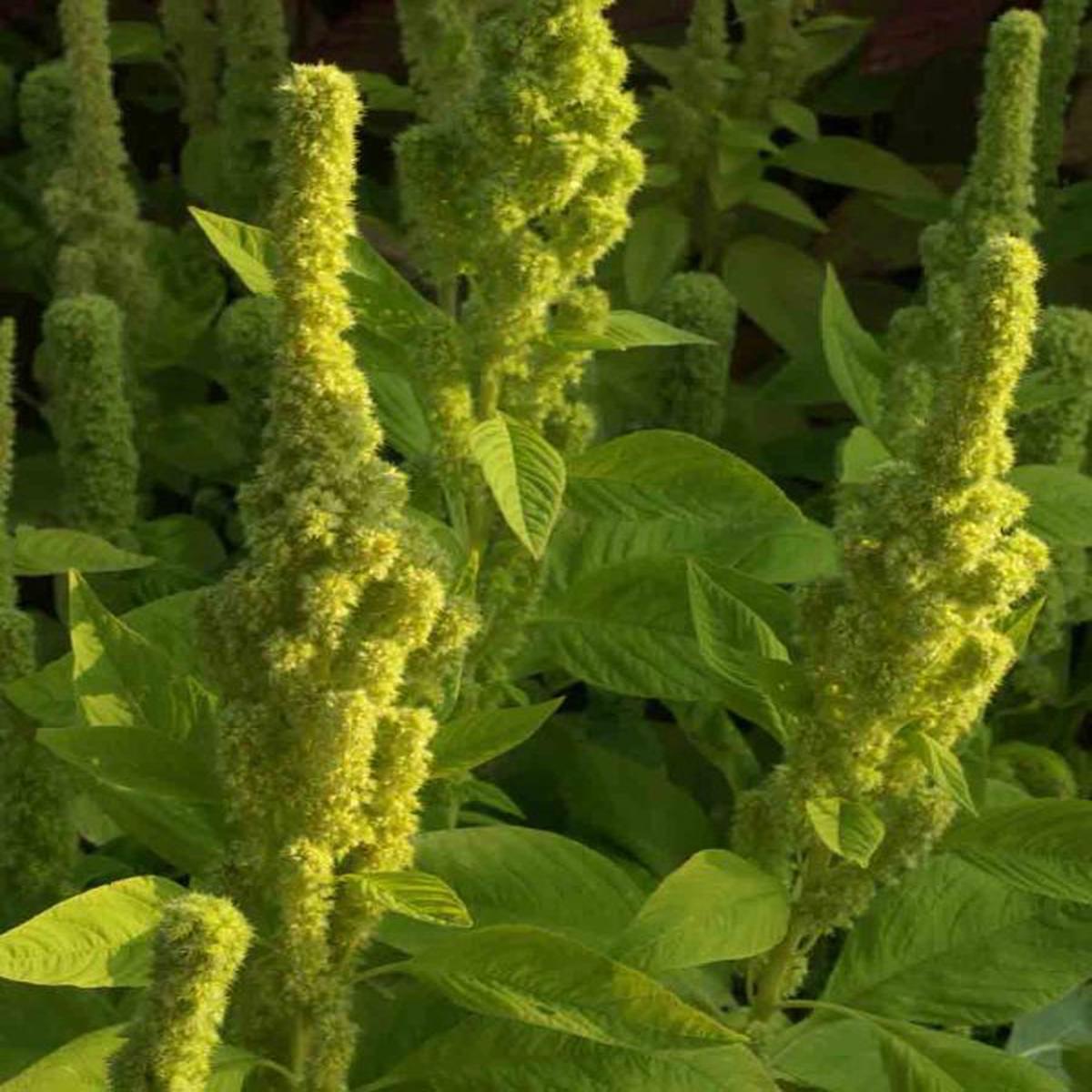 Amaranthus cruentus Green Tower