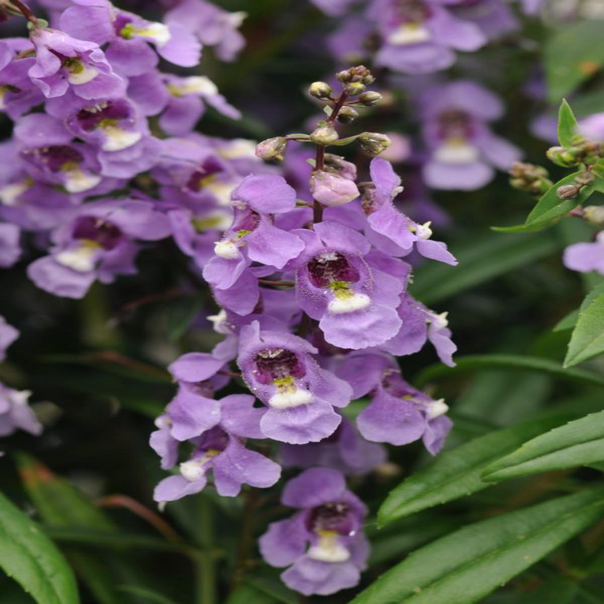 Angelonia angustifolia Serenita Sky Blue