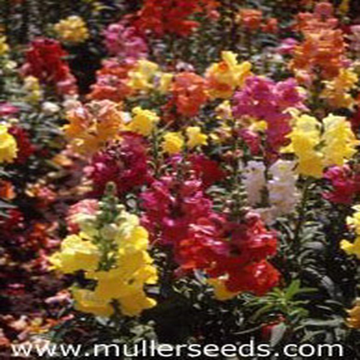 Antirrhinum majus Grandiflorum Mixture