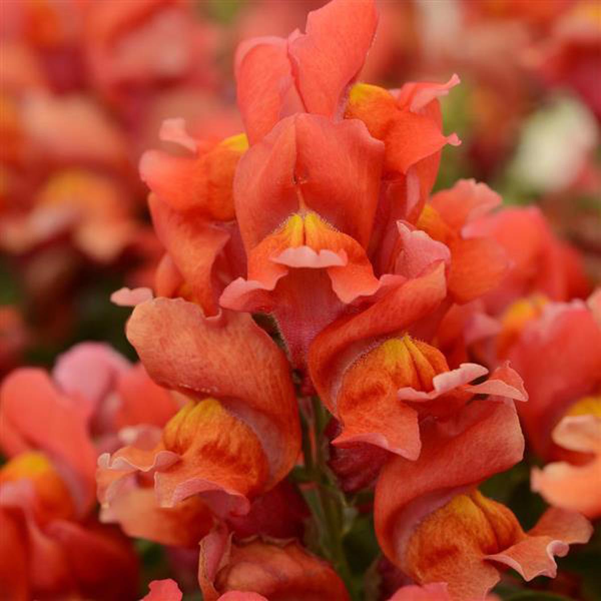 Antirrhinum majus Snapshot Orange