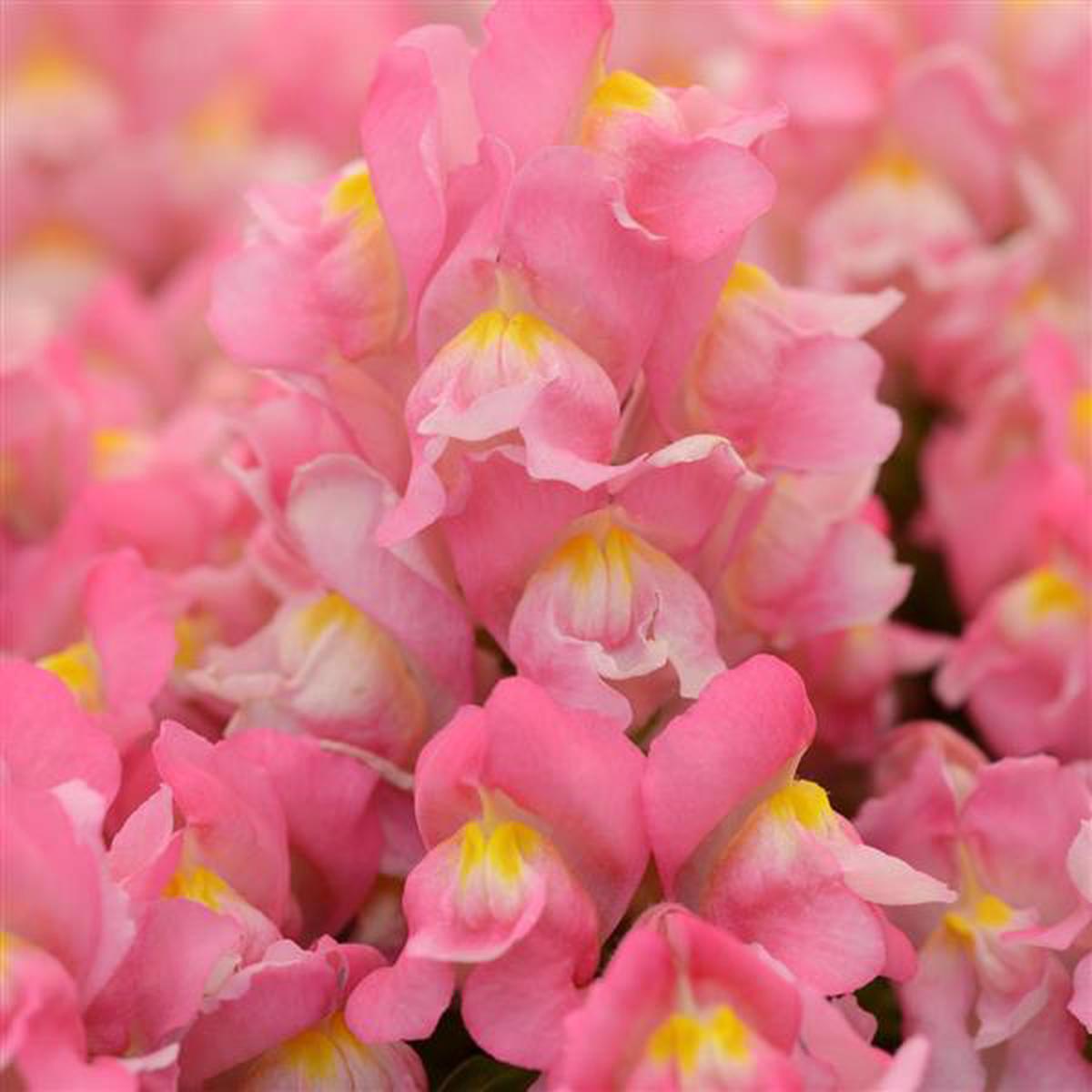 Antirrhinum majus Snapshot Pink