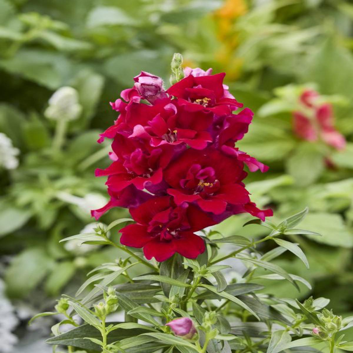 Antirrhinum majus Twinny Red
