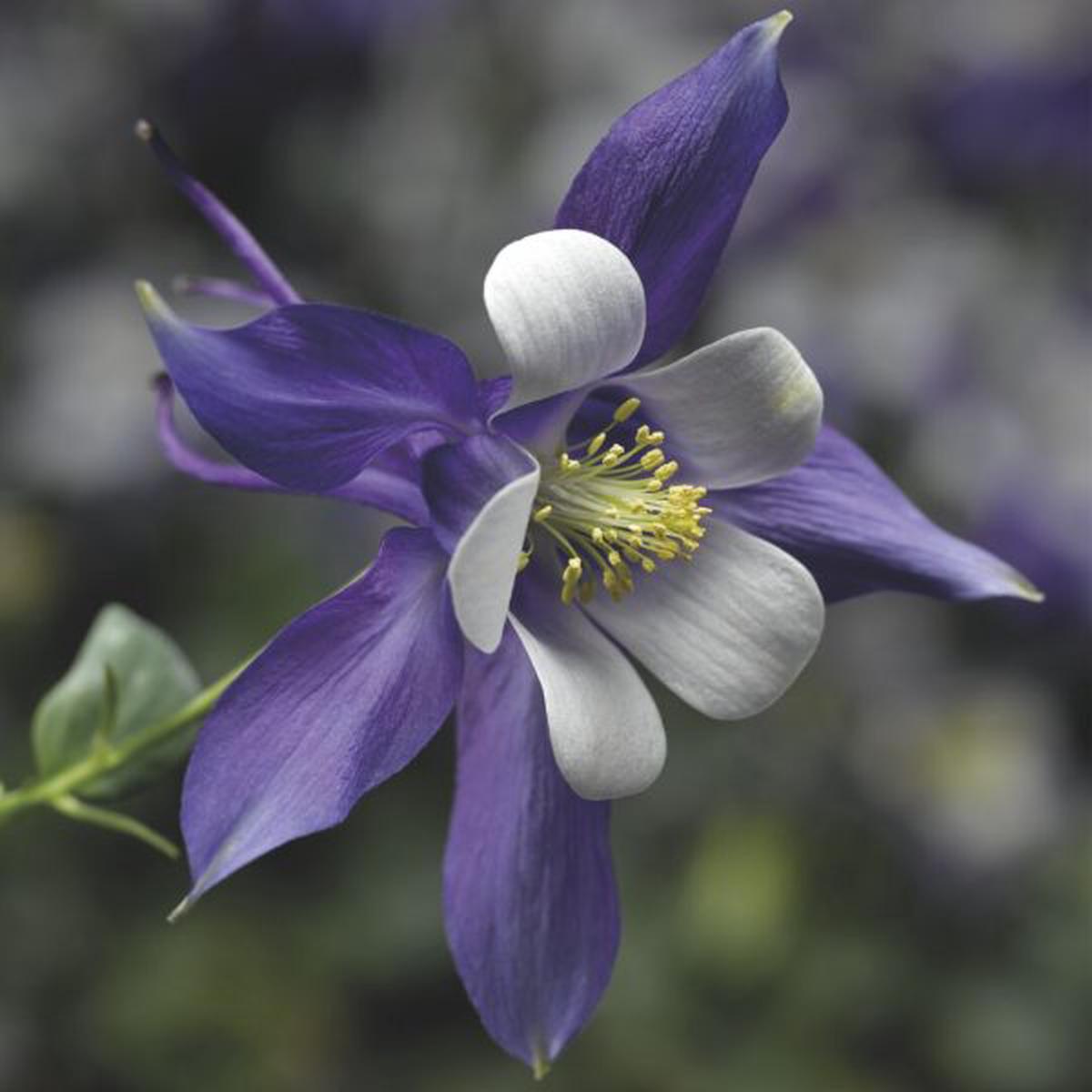 Aquilegia caerulea Kirigami Deep Blue & White