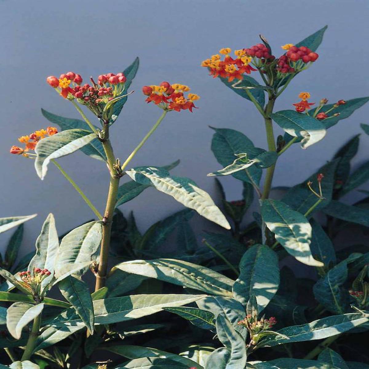 Asclepias curassavica Red Butterfly