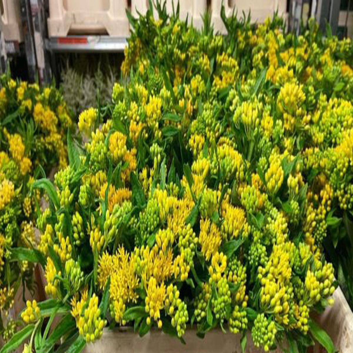 Asclepias tuberosa Hello Yellow