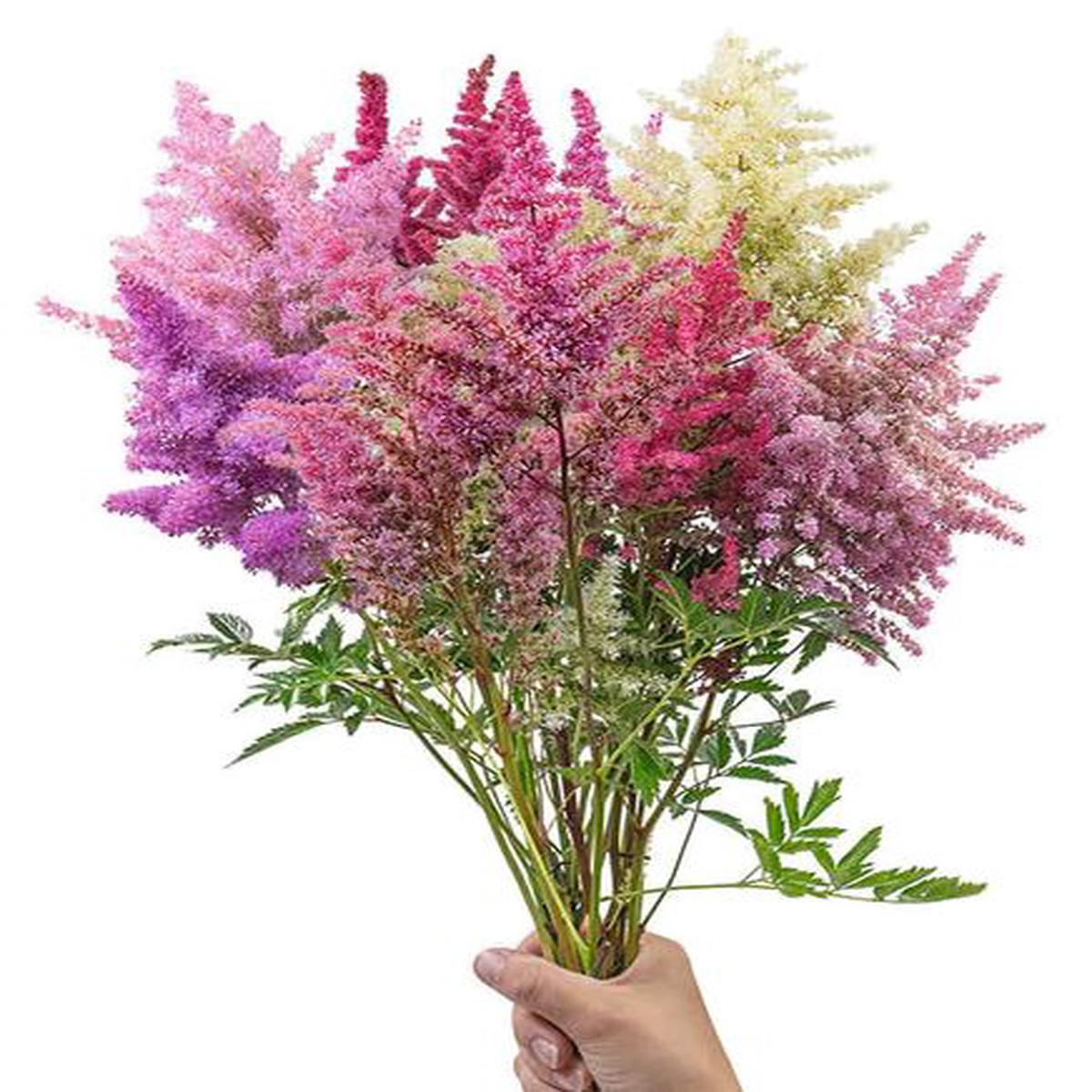 Astilbe arendsii Rhapsody (BeGreen Pellets)