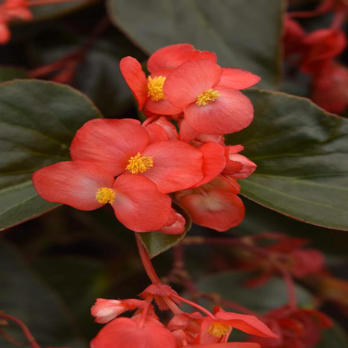 Begonia interspecific Dragon Wing Red Bronze Leaf