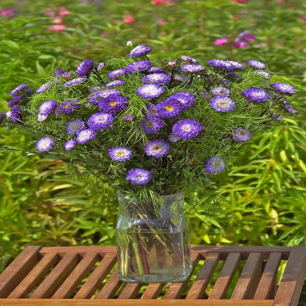 Callistephus (Aster) chinensis Matsumoto Blue Tipped White