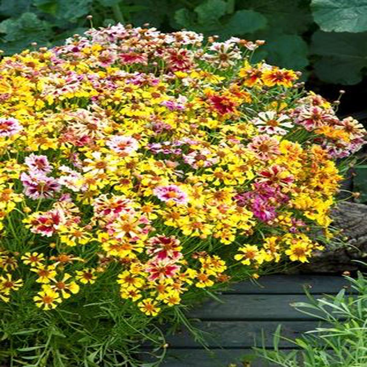Coreopsis hybrida Incredible! Sea Shells Mix