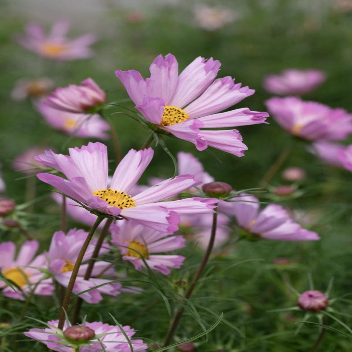 Cosmos bipinnates Pinwheel Pink