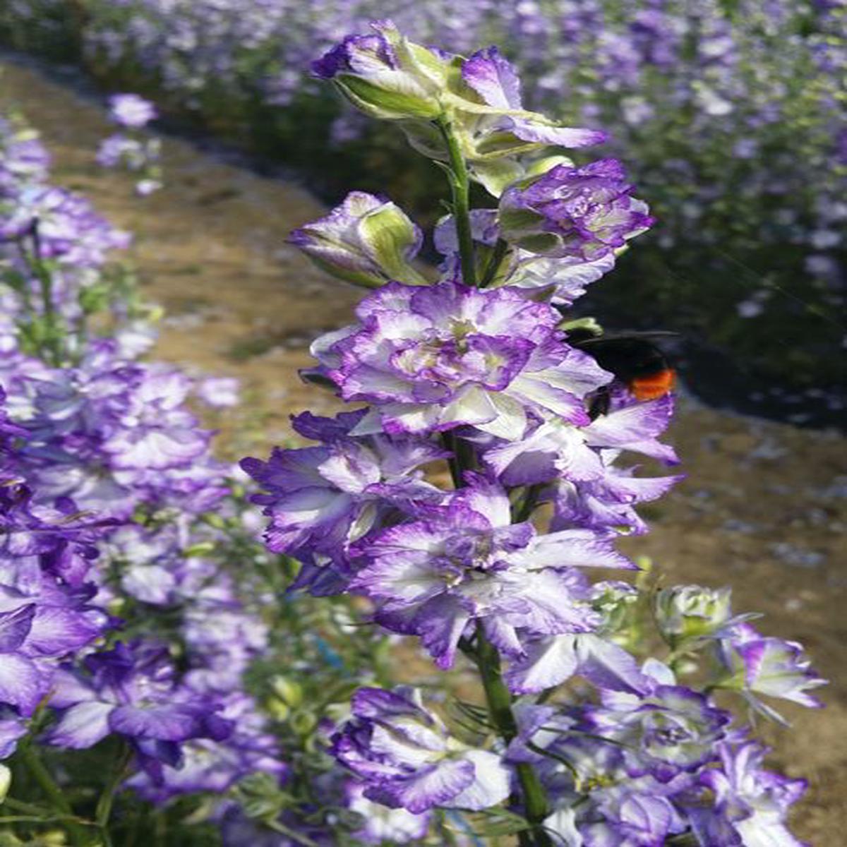 Delphinium consolida Brisbane White Blue Edge