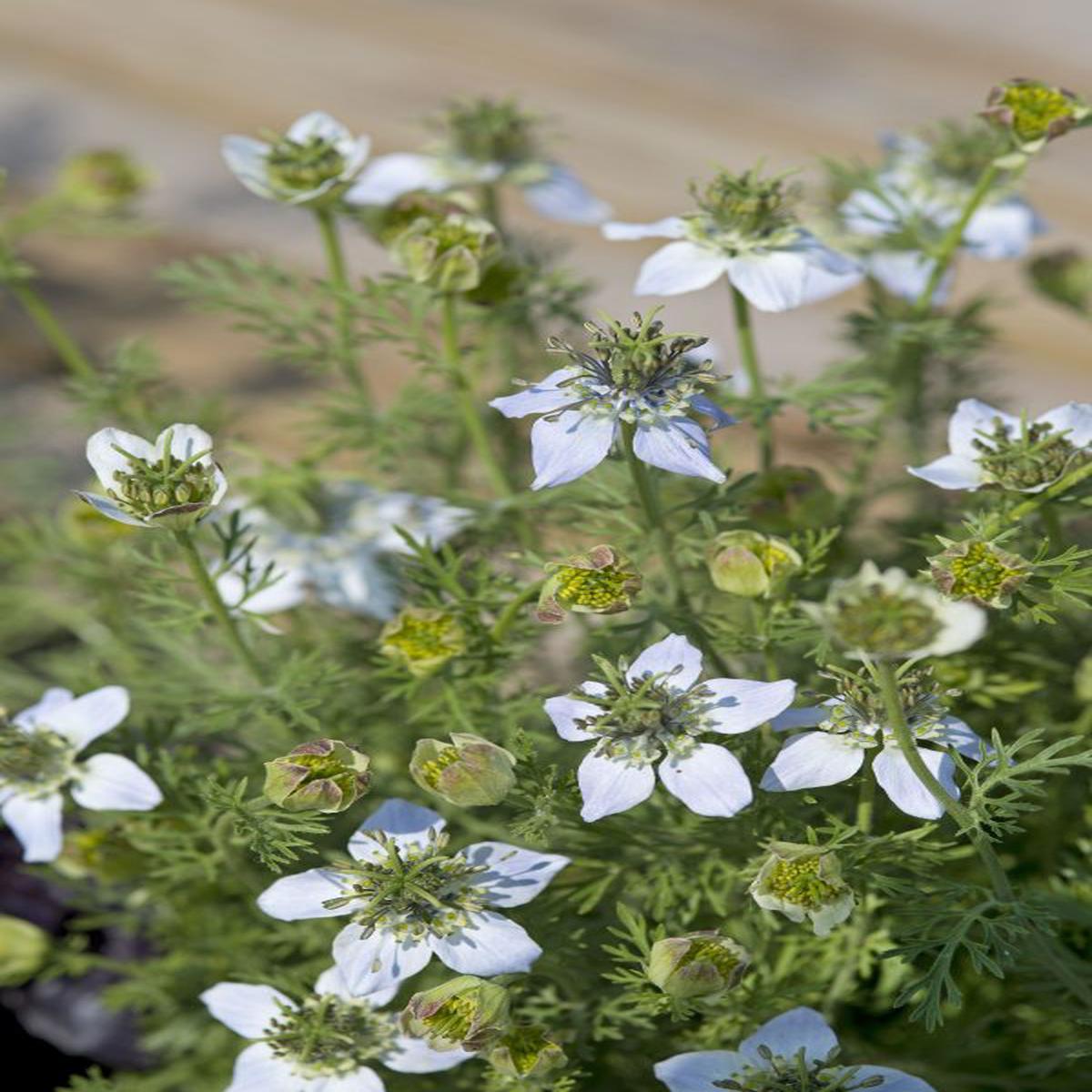 Nigella sativa Black Caraway