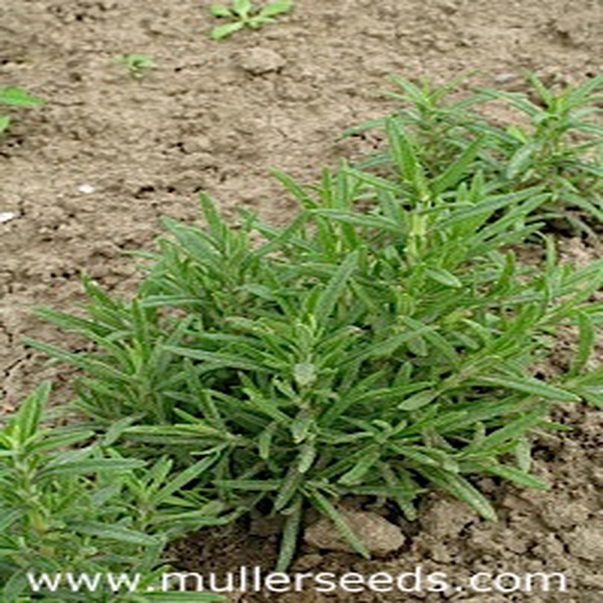 Rosmarinus officinalis (Rosemary)