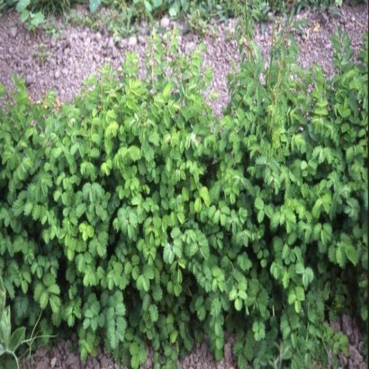 Sanguisorba minor (Burnet salad)