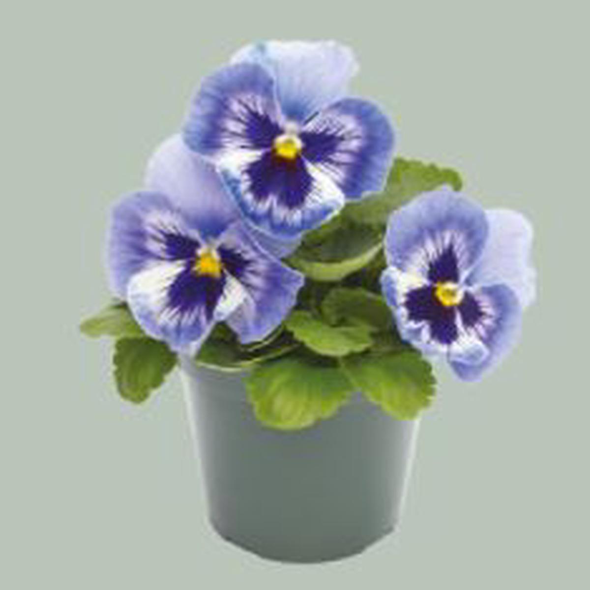 Viola wittrockiana Inspire Plus Marina