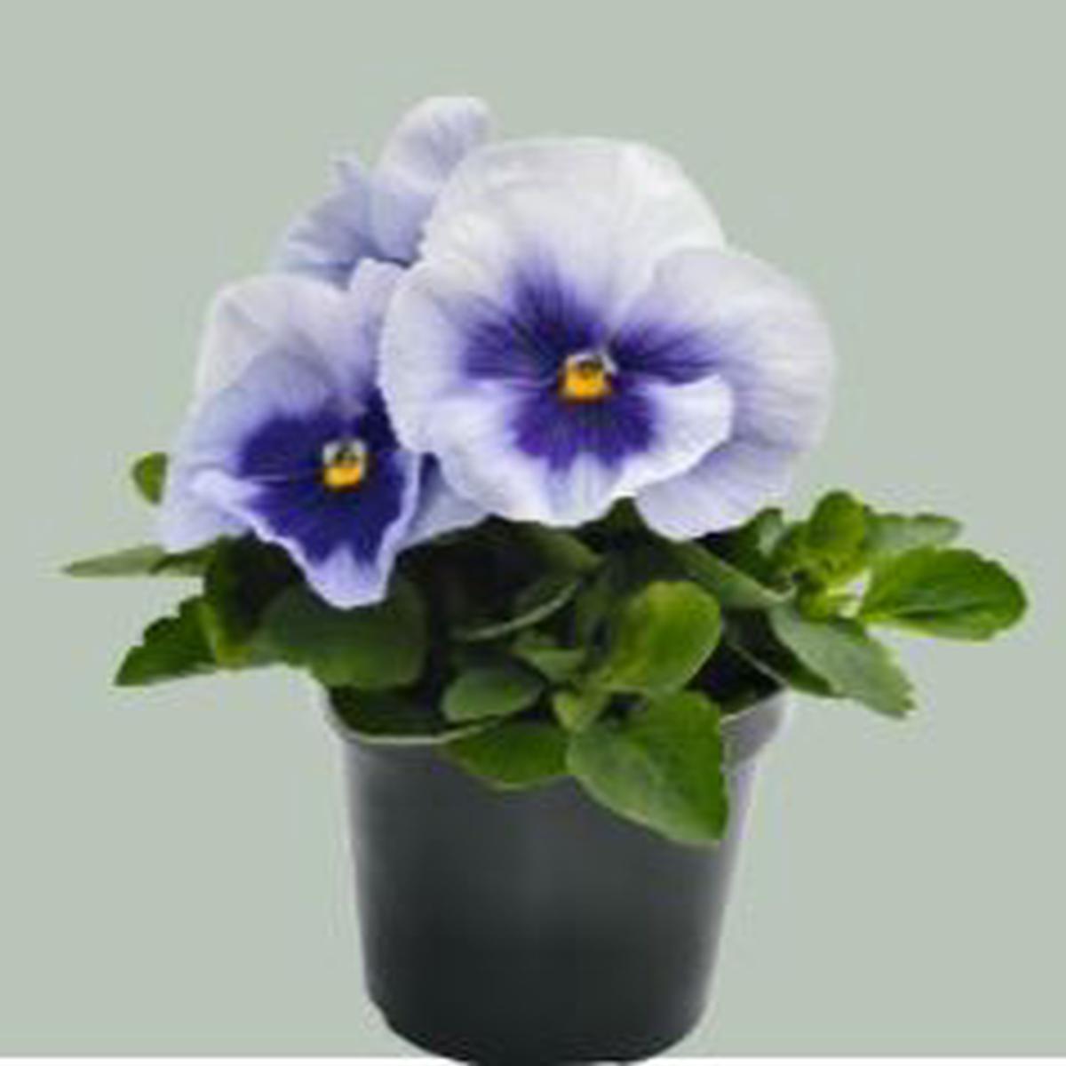Viola wittrockiana Inspire Plus Metallic Blue Blotch