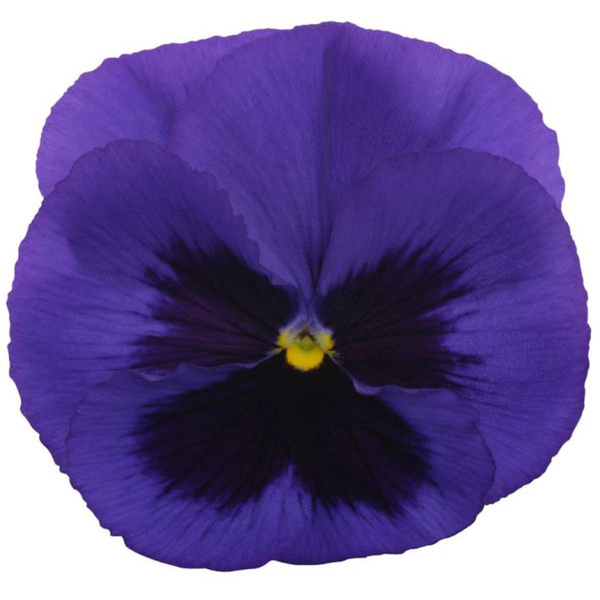 Viola wittrockiana Power Blue with Blotch