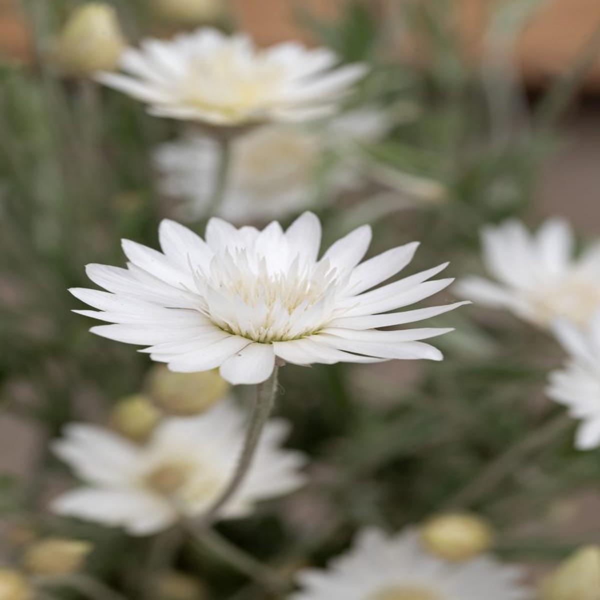 Xeranthemum annuum Superbissimum Album