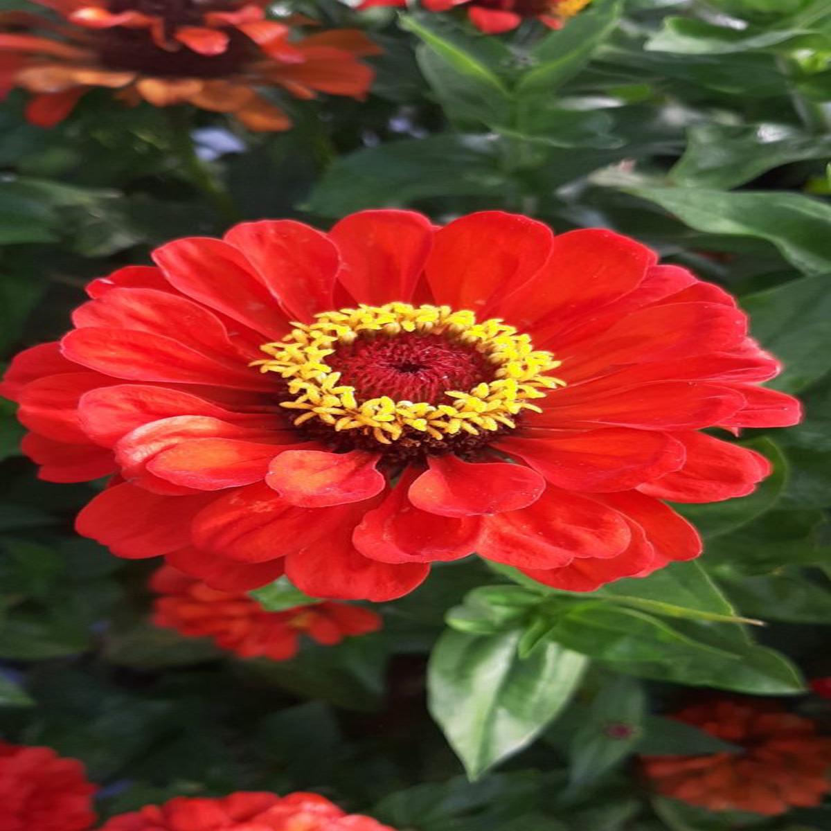 Zinnia elegans Benarys Giant Scarlet