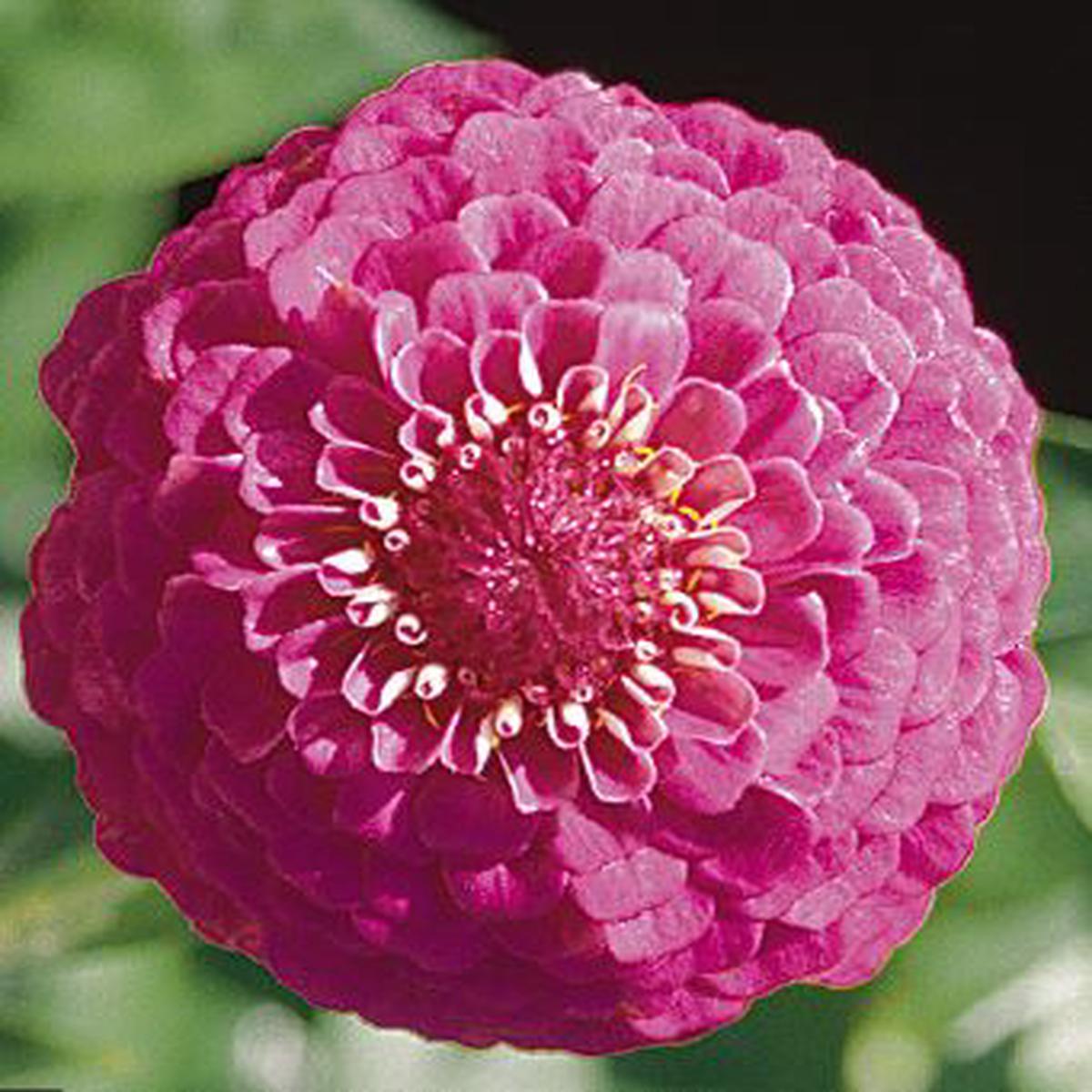 Zinnia elegans Oklahoma Carmine