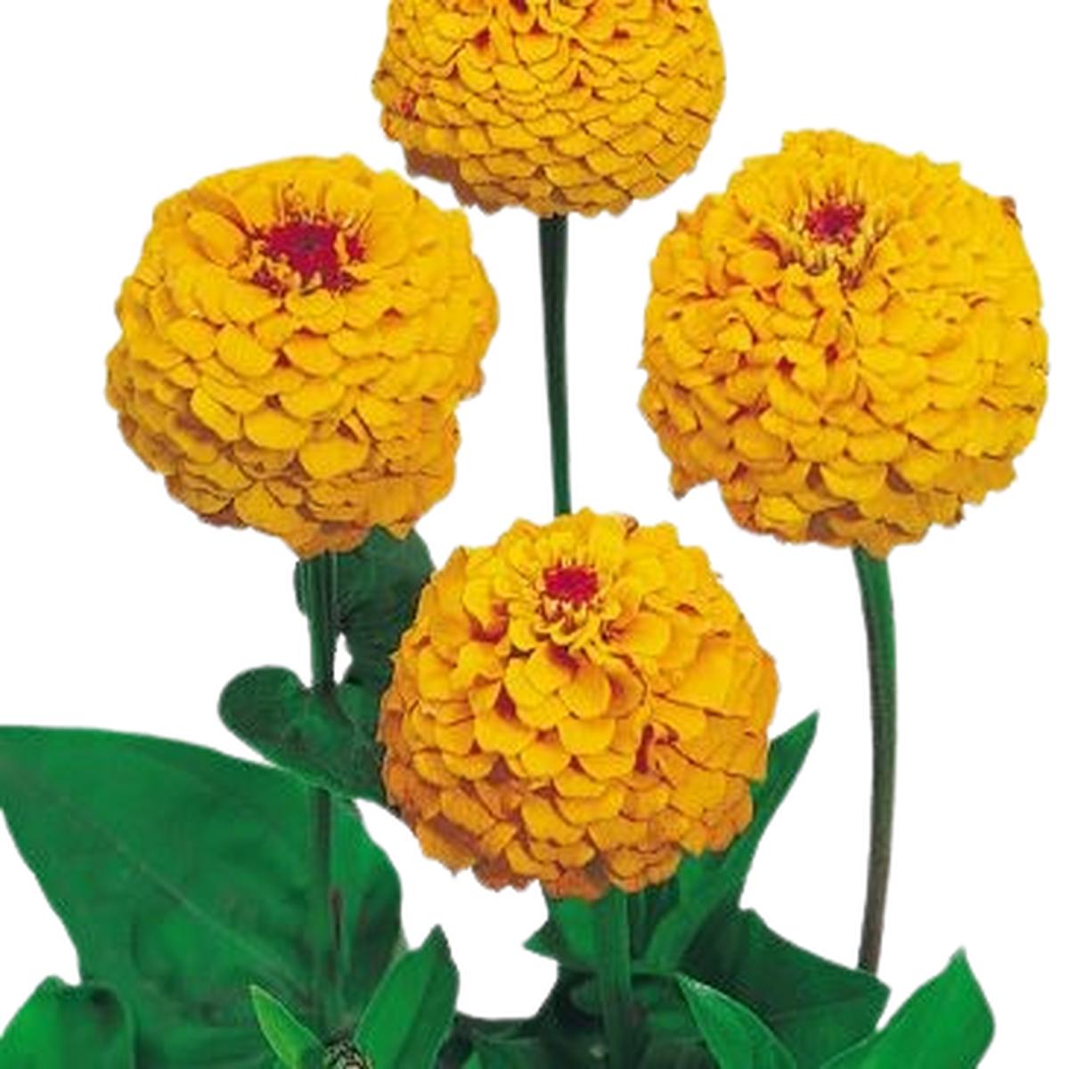 Zinnia elegans Oklahoma Golden Yellow