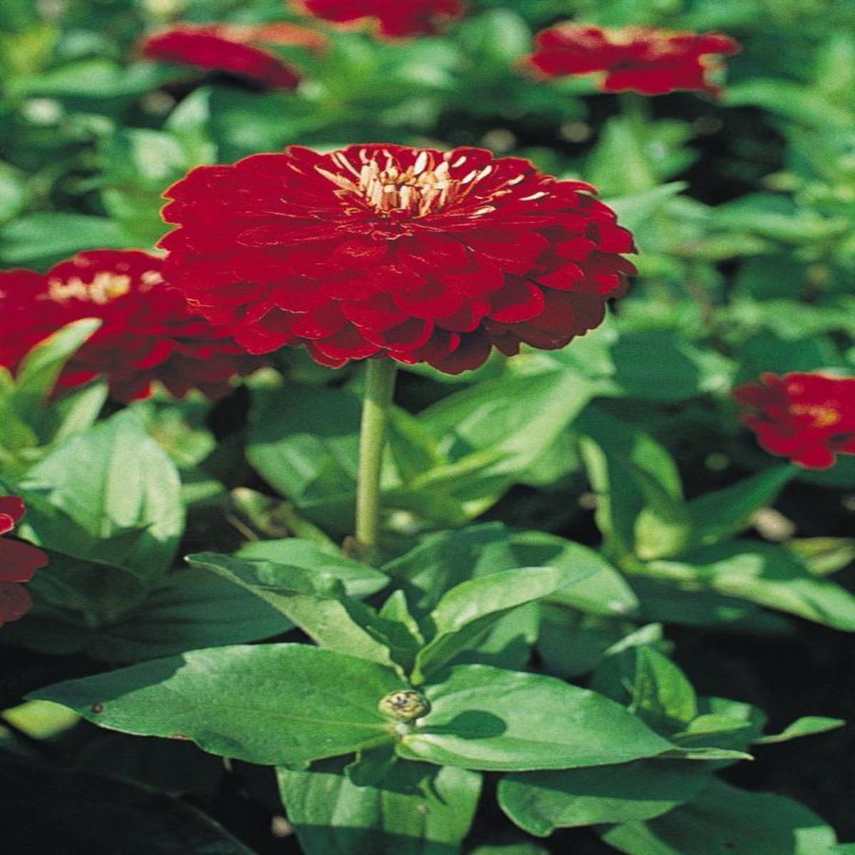 Zinnia elegans Scarlet Flame