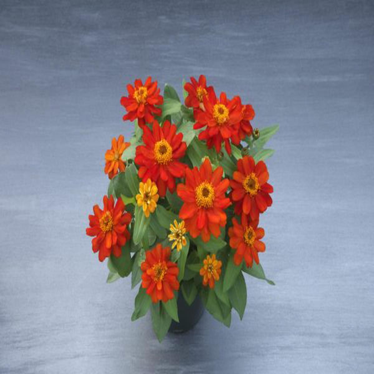 Zinnia hybrida Belize Double Scarlet