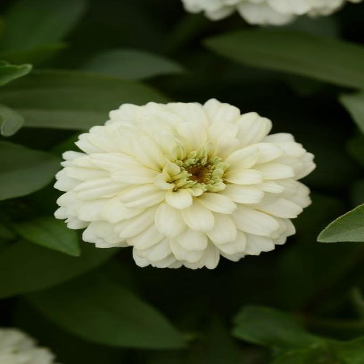 Zinnia marylandica Zahara Double White
