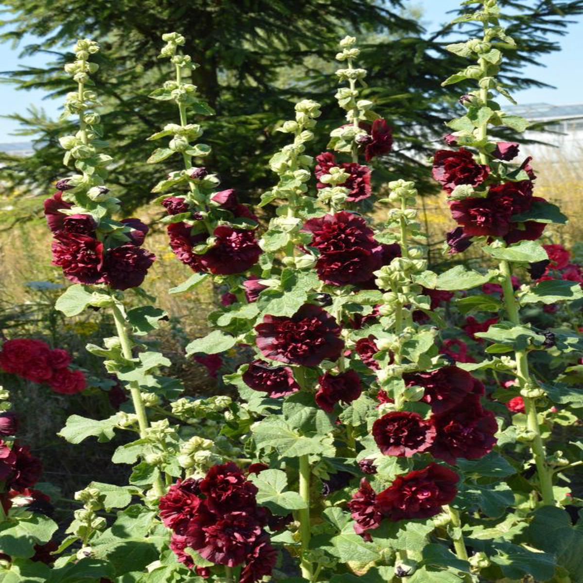 Alcea rosea Chaters Maroon