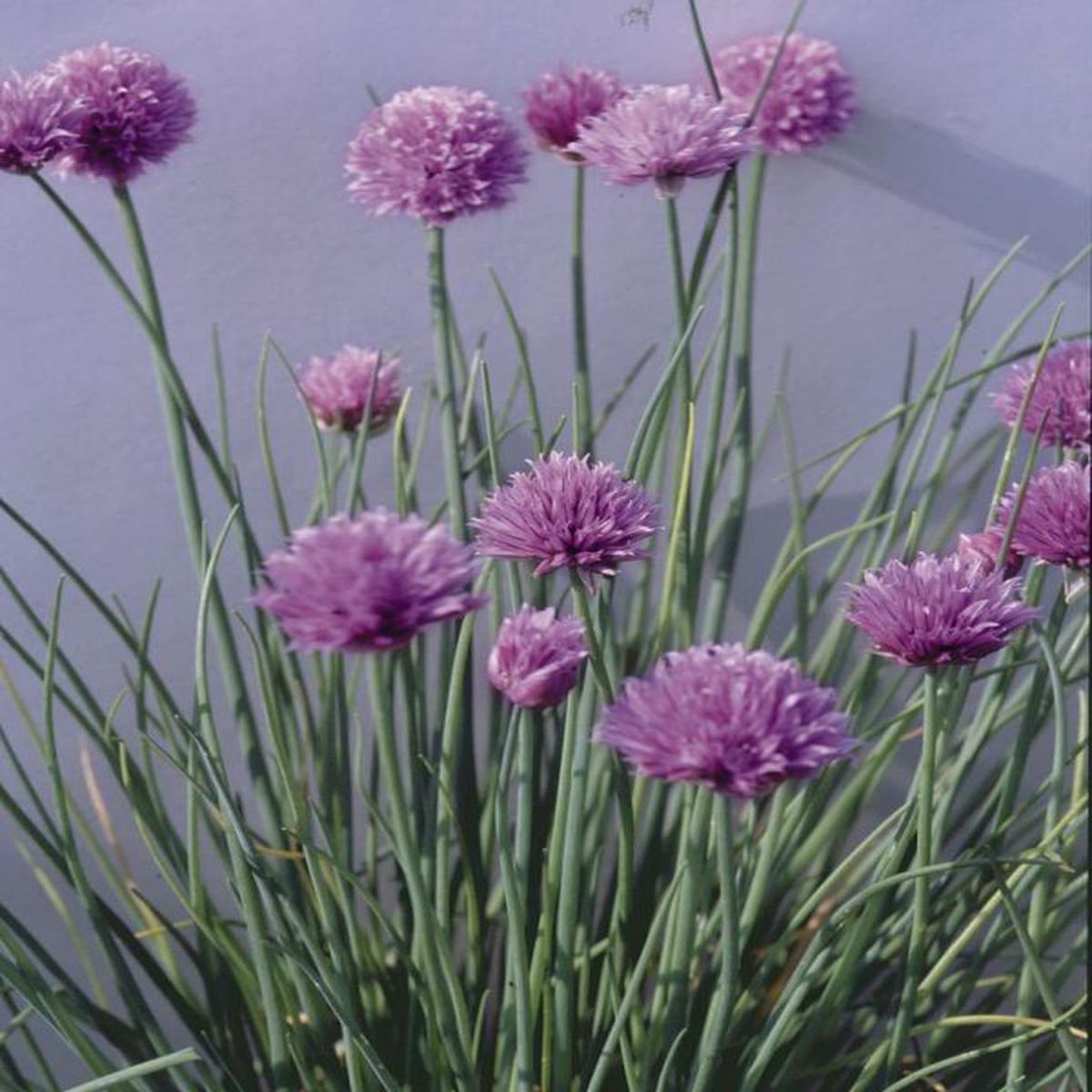 Allium (Chives) schoenoprasum Fine Leaved