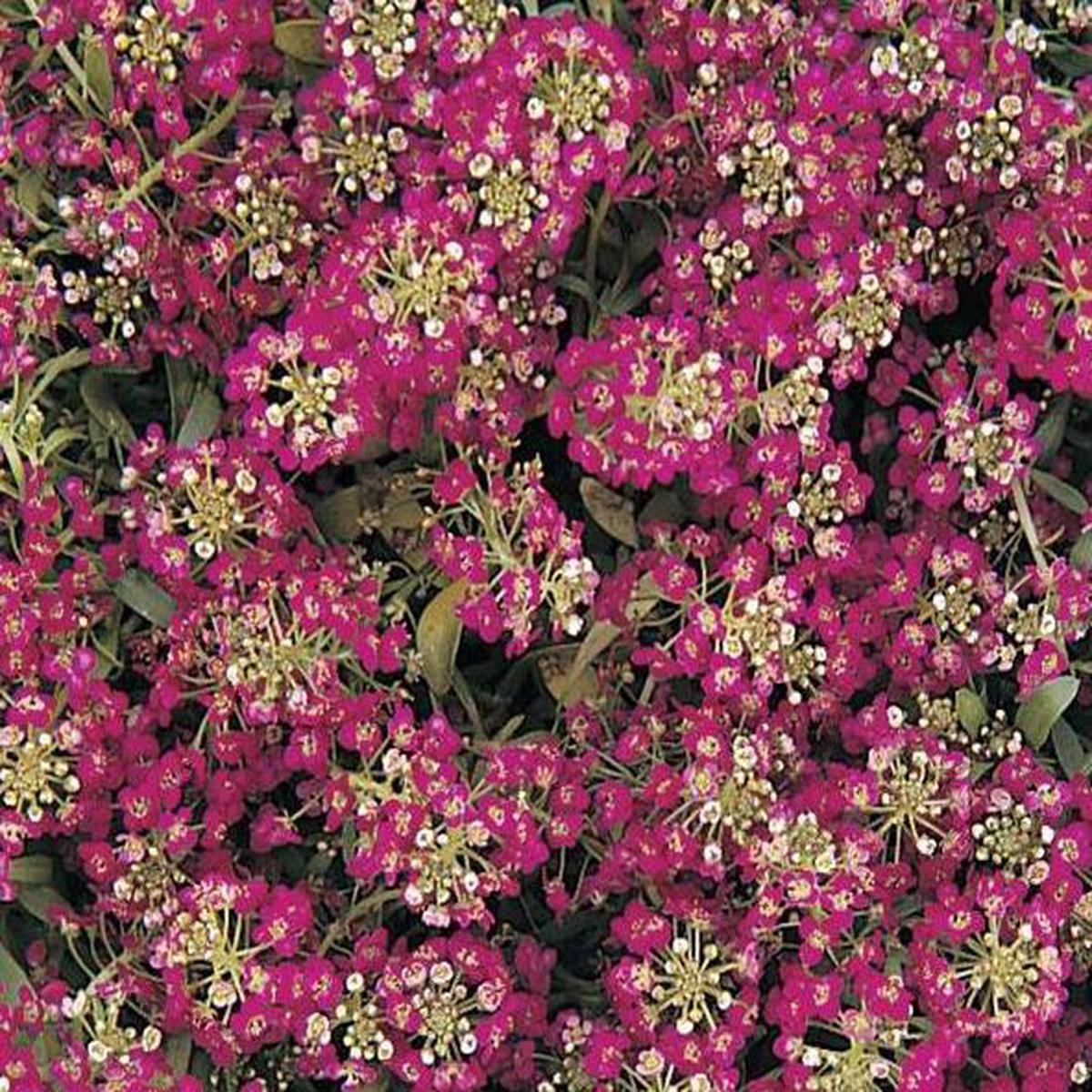 Alyssum (lobularia) maritima Easter Bonnet Deep Rose