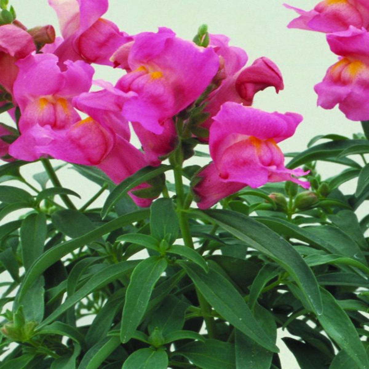 Antirrhinum majus Floral Showers Rose Pink