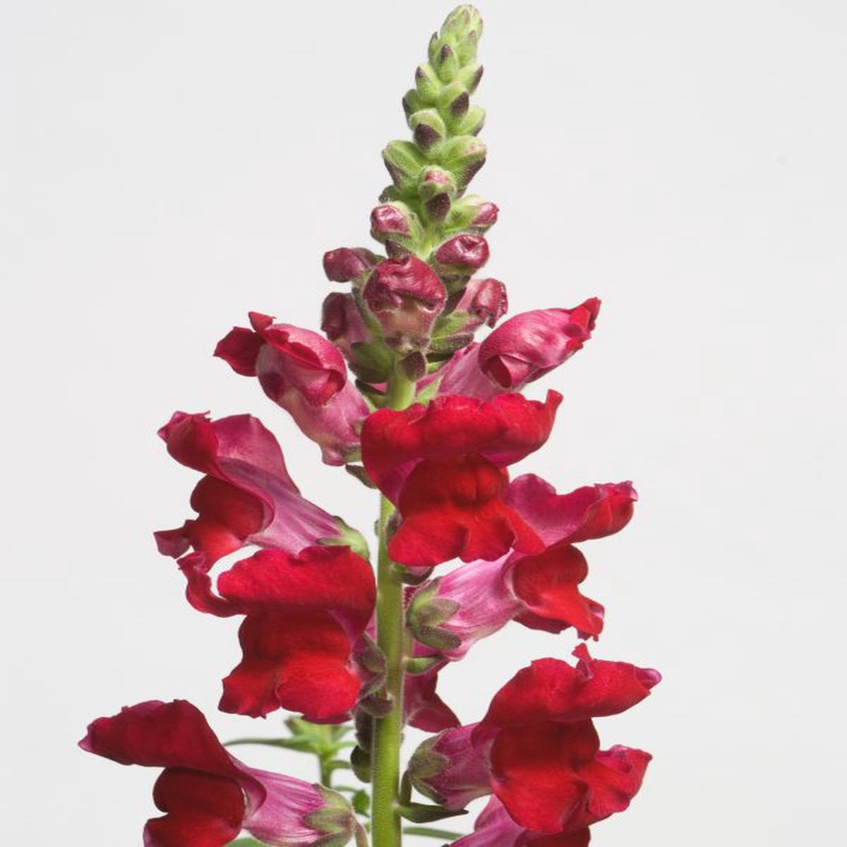 Antirrhinum majus nanum Speedy Sonnet Crimson