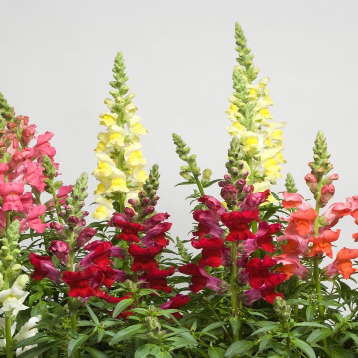 Antirrhinum majus nanum Speedy Sonnet Mix