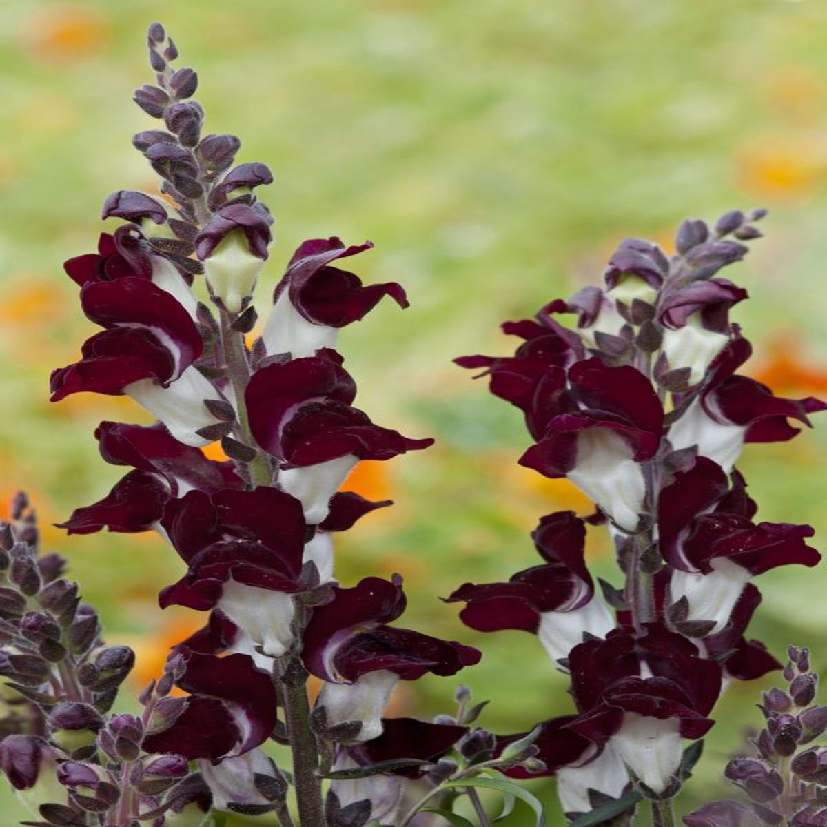 Antirrhinum majus Night & Day