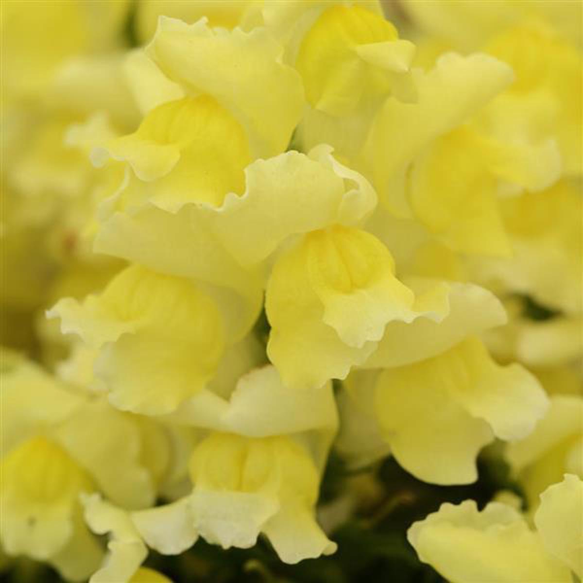 Antirrhinum majus Snapshot Yellow