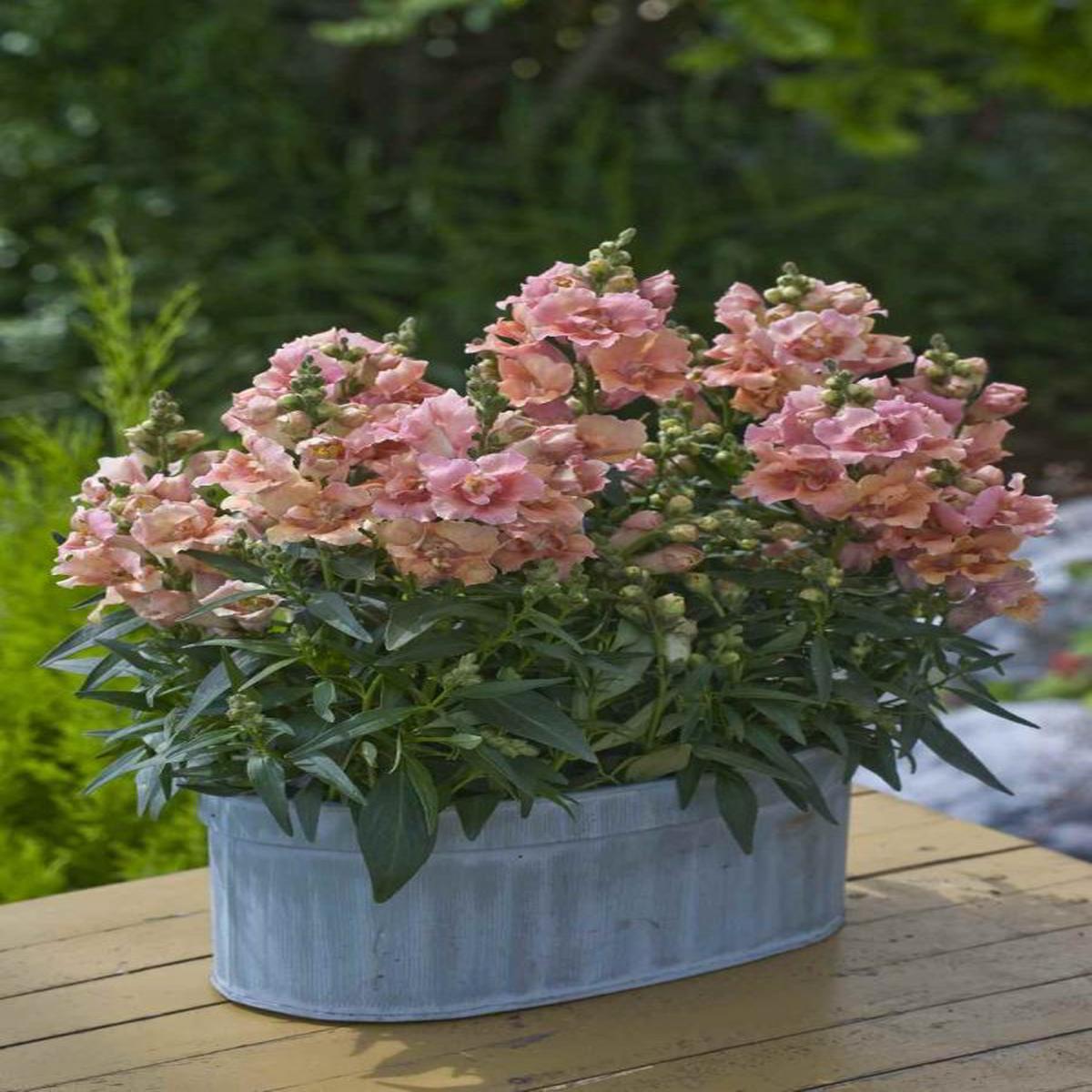Antirrhinum majus Twinny Peach
