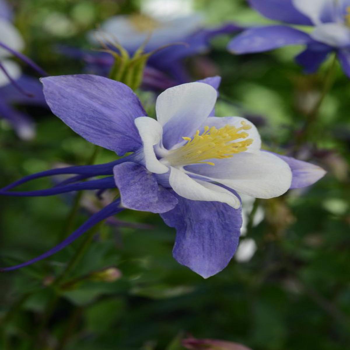 Aquilegia hybrida Earlybird Blue White