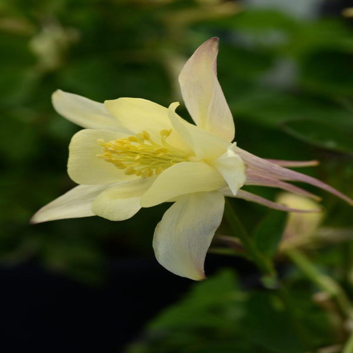 Aquilegia hybrida Earlybird Yellow