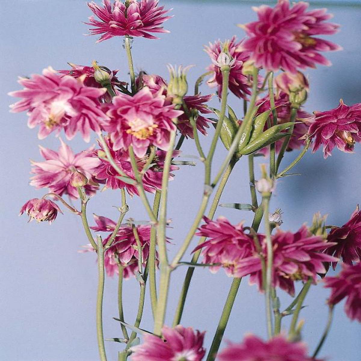 Aquilegia vulgaris Nora Barlow