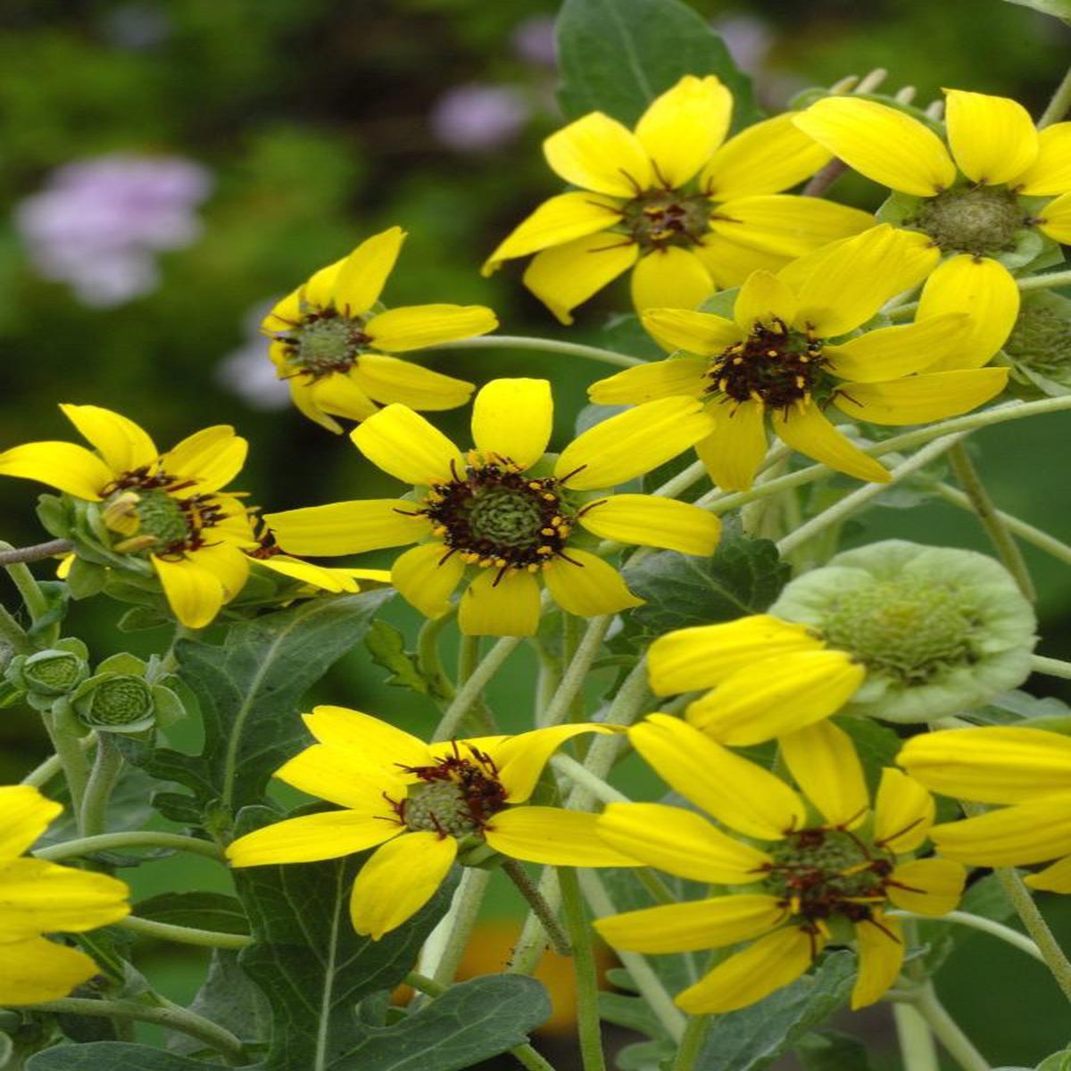 Berlandiera lyrata Chocolate Daisy